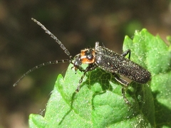 Lycocerus nigrimembris