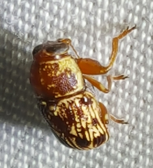 Pachybrachis turbidus