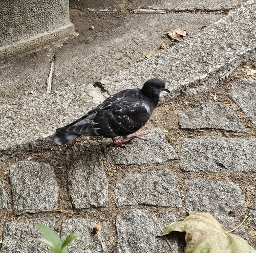 Feral Pigeon