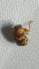 Pachybrachis turbidus