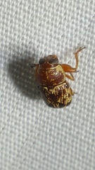 Pachybrachis turbidus