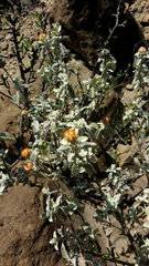 Buddleja marrubiifolia