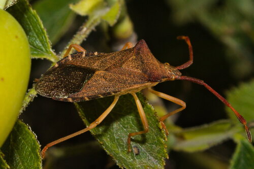 Box Bug