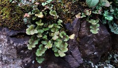 Asplenium subglandulosum