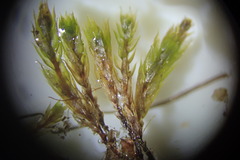 Gemmabryum