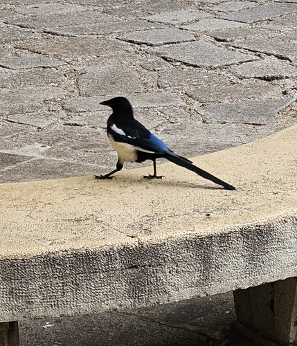 Eurasian Magpie