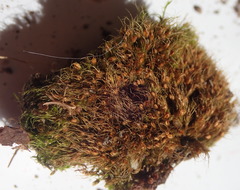 Pleuridium acuminatum