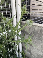 Cirsium vulgare