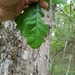 Quercus sinuata sinuata - Photo (c) Eric Keith, algunos derechos reservados (CC BY-NC), uploaded by Eric Keith