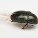Pollen Beetles - Photo (c) Gabriel Casalanguida, some rights reserved (CC BY), uploaded by Gabriel Casalanguida