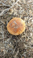 Amanita xanthocephala