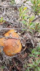 Amanita xanthocephala
