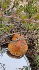 Amanita xanthocephala