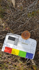 Amanita xanthocephala