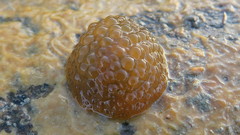 Doris wellingtonensis