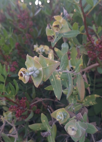 Lonicera implexa, photograph 6