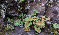 Asplenium subglandulosum