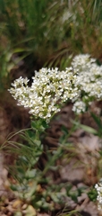 Lepidium draba