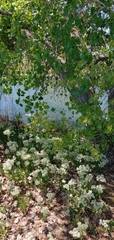 Lepidium draba