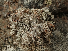Stereocaulon colensoi