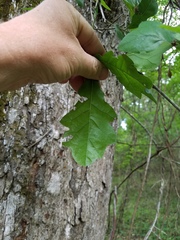 Quercus sinuata sinuata