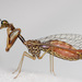 Mantispidae - Photo (c) Justin Williams, alguns direitos reservados (CC BY-NC), uploaded by Justin Williams