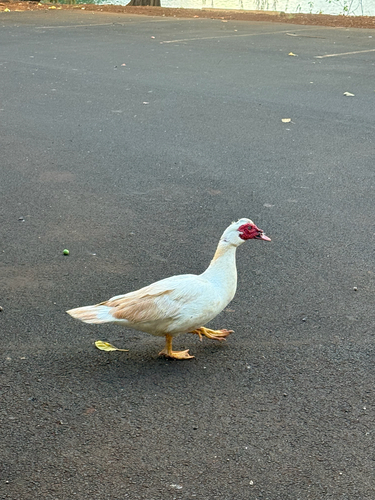 Cairina moschata observed 2026-08-13