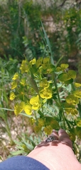 Euphorbia virgata