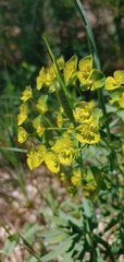 Euphorbia virgata