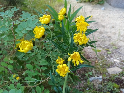 Canada hawkweed