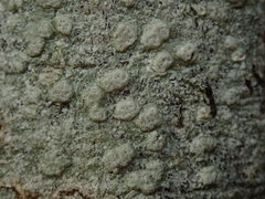 Pertusaria sorodes