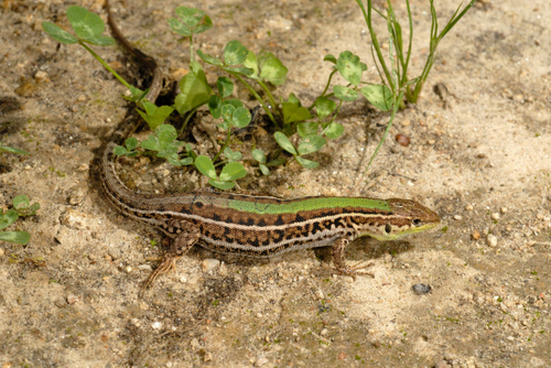 Balkan Wall Lizard, photo 7 of 9