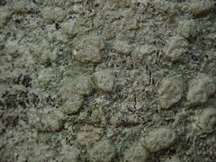 Pertusaria sorodes