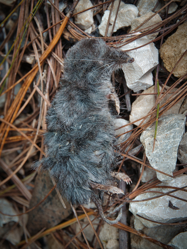 Puebla Least Shrew (Cryptotis pueblensis)