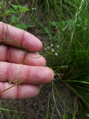 Spermolepis divaricata
