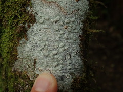 Pertusaria sorodes