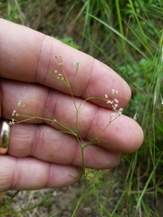Spermolepis divaricata
