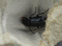 Nicrophorus humator