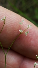 Spermolepis divaricata
