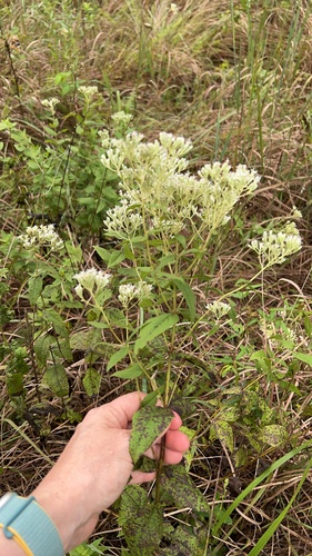 Eupatorium godfreyanum, photograph 3