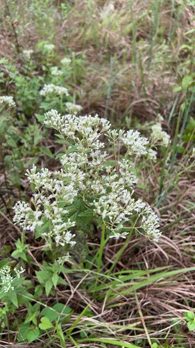 Eupatorium godfreyanum, photograph 4