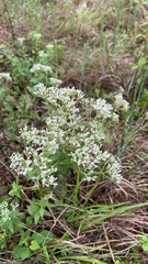 Eupatorium godfreyanum, photograph author not stated, no rights reserved