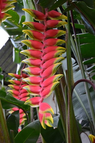 Hanging Lobster Claw Heliconia