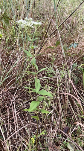 Eupatorium godfreyanum