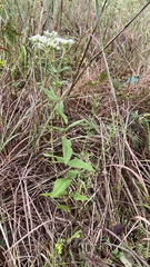 Eupatorium godfreyanum
