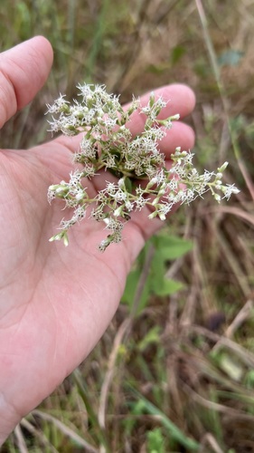 Eupatorium godfreyanum, photograph 2