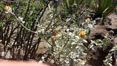 Buddleja marrubiifolia