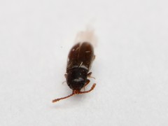 Atomaria linearis