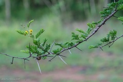 Vachellia swazica