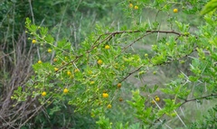 Vachellia swazica
